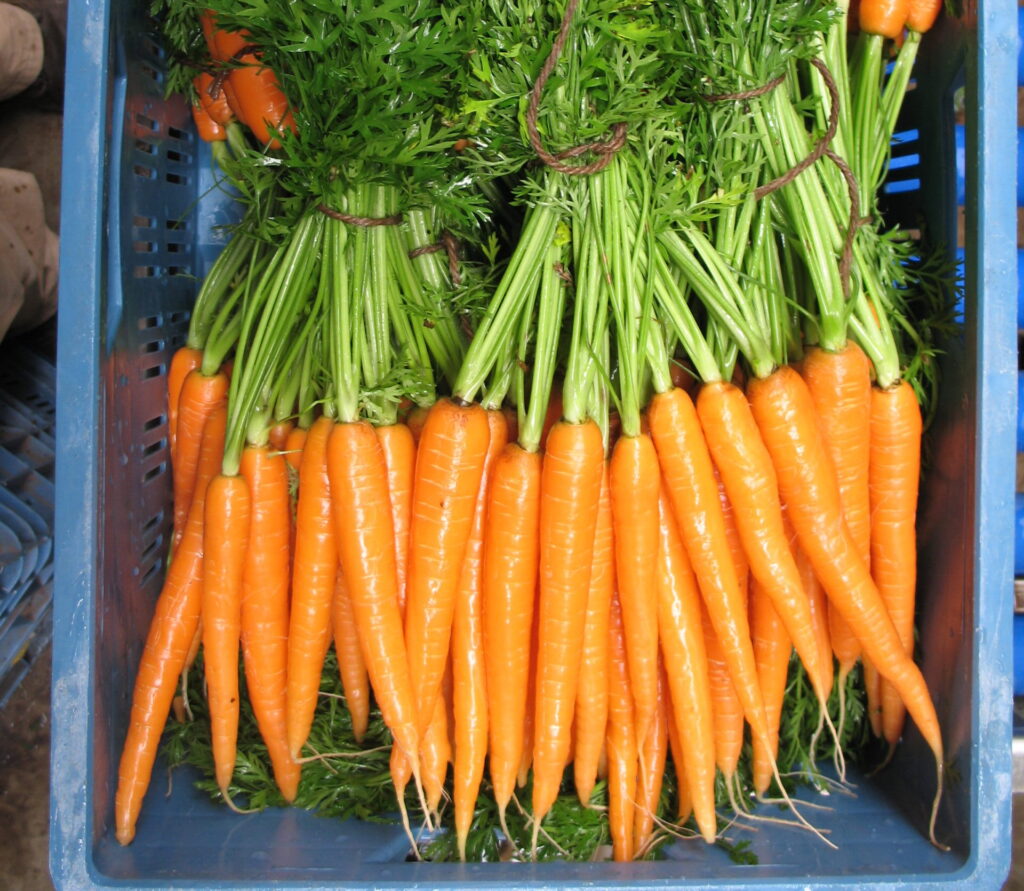 Möhren Germany