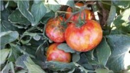 ToBRFV bei Tomatenpflanzen