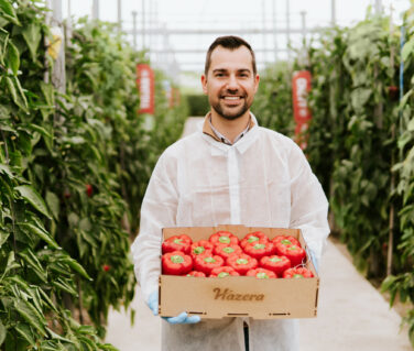 Hazera’s peppers: Multi colored quality